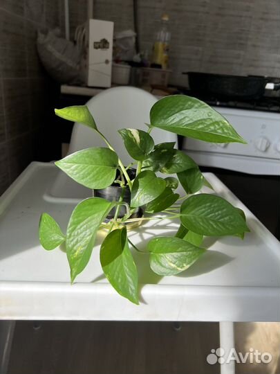 Сциндапсус золотистый