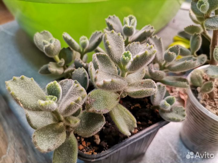 Кактусы и суккуленты