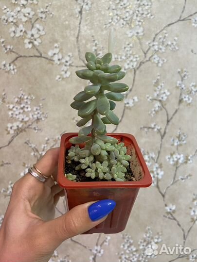 Суккуленты, эхеверии 8 шт