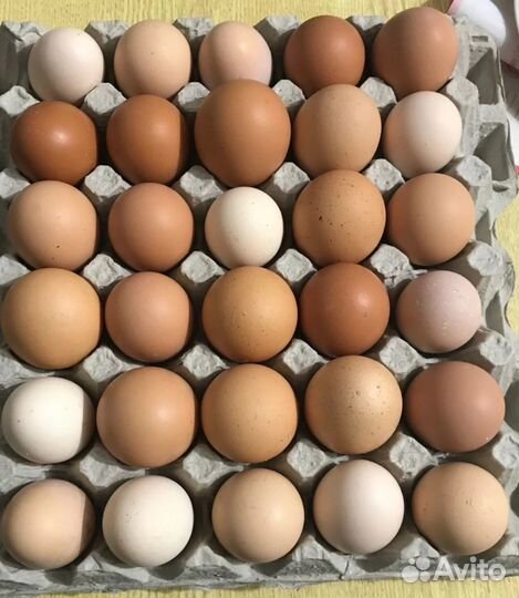 Домашние куриные яйца