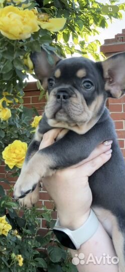 Французкий бульдог