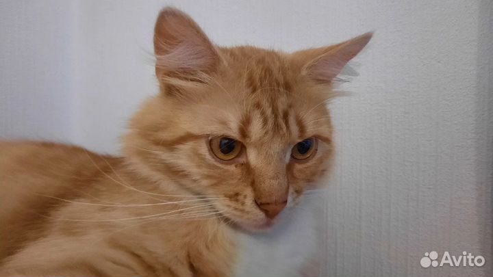 Рыжий кот в добрые руки