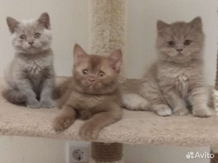 Британские котята