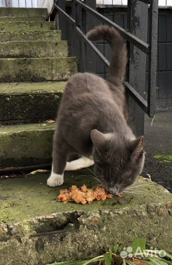 Дымчатый кот в добрые руки