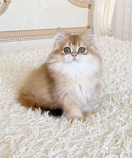 Длинношерстная золотая шиншилла