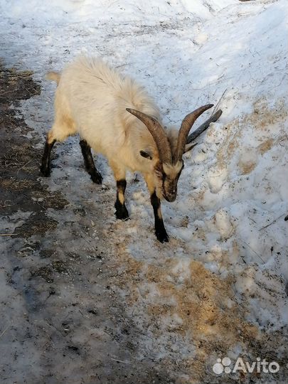 Продаётся 4-х годовалый козел