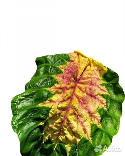 Колоказия Френдшип