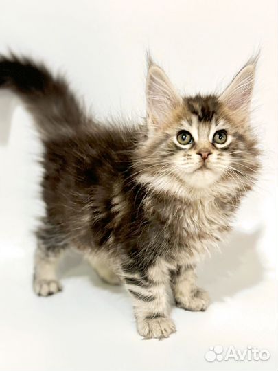 Мейн-кун самка с документами