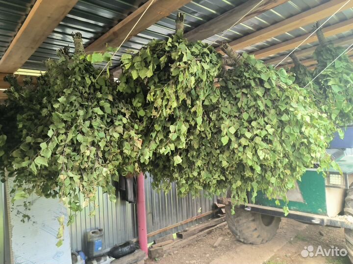 Березовые веники