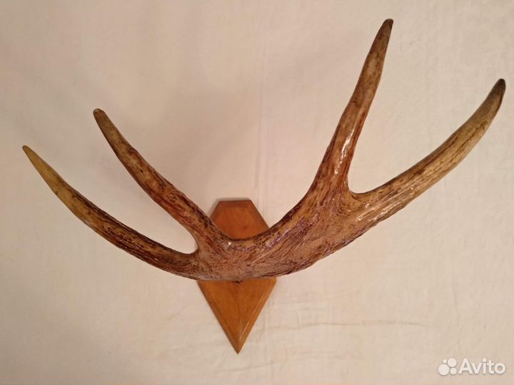 Рога лося и оленя