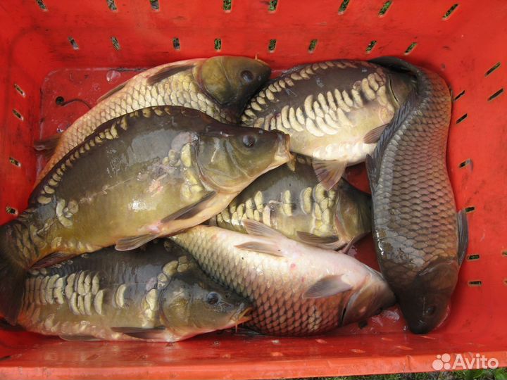 Свежая рыба