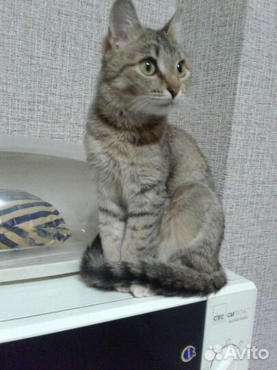 Миниатюрная кошечка