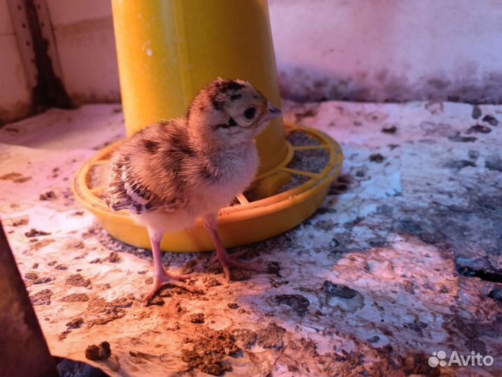 Инкубационное яйцо охотничьего фазана