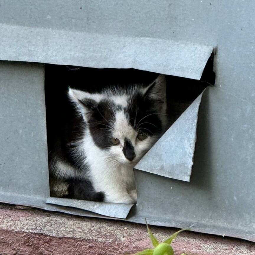 Котята в добрые руки бесплатно