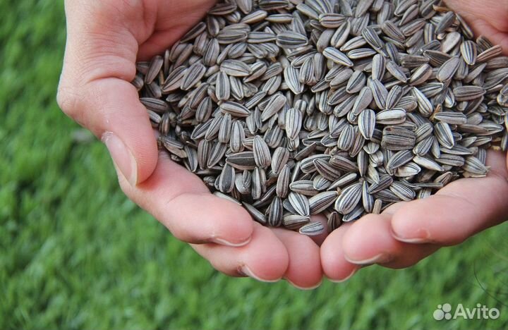 Семена подсолнечника оптом / в наличии