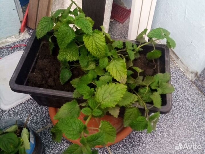 Комнатная мята, мелисса