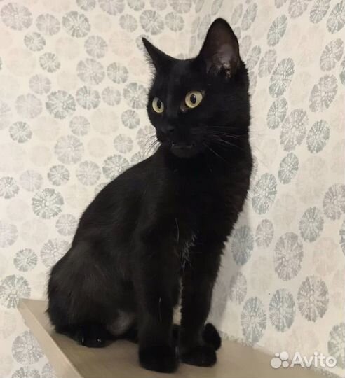 Кошка Рада. Хозяйка умерла и ее выкинули