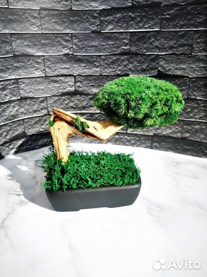 Бонсай из мха