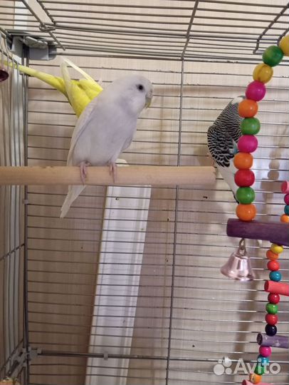 Волнистый попугай с клеткой