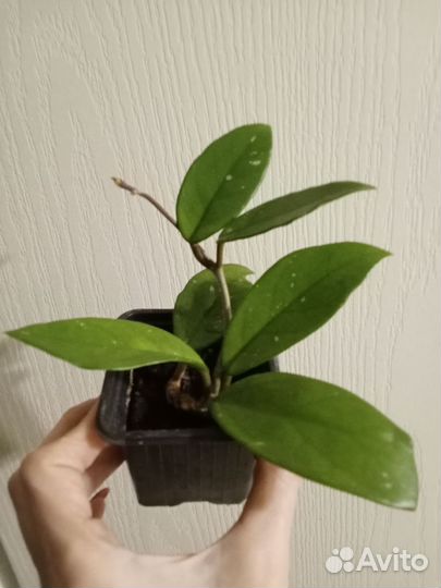 Хойя, молочай, граптопеталлум