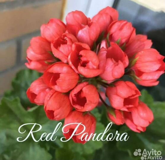 Пеларгония тюльпановидная (редкие сорта)