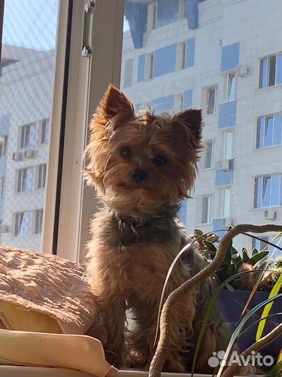 Йоркширский терьер вязка