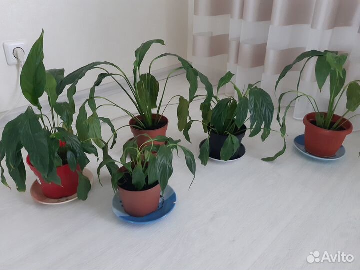 Комнатные растения