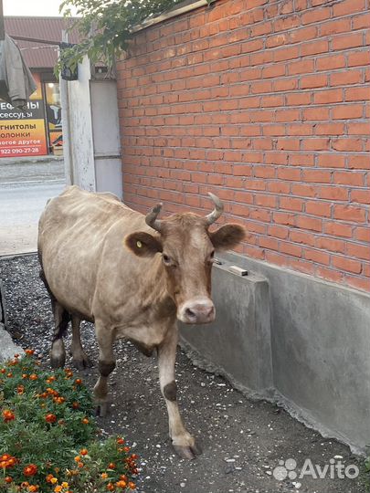 Дойная корова