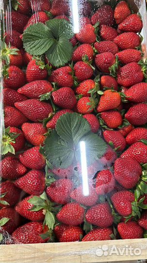 Клубника свежая