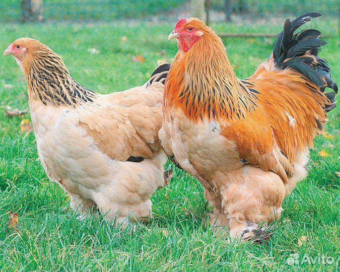 Брама Палевая, Темная, Светлая, Куропчатая