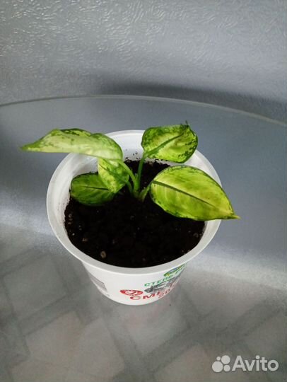 Дифенбахия рудольф роерс