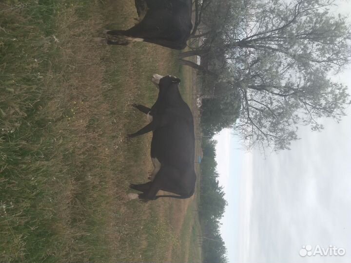 Коровы дойные молочные 8 голов и бычки на племя