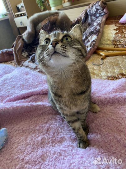 Отдам кошку в хорошие руки