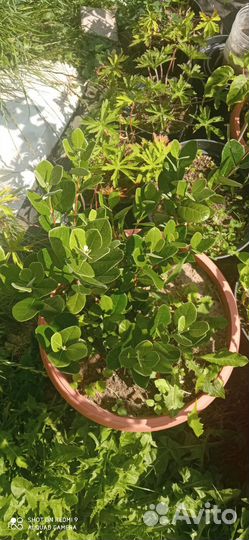 Саженцы фейхоа