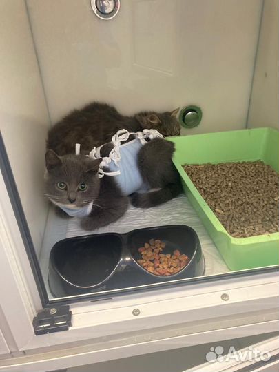 Кошечка серая и пушистый котик ищут дом