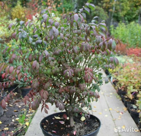 Бересклет крылатый