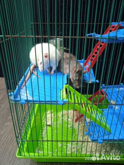 Крысы дамбо девочки