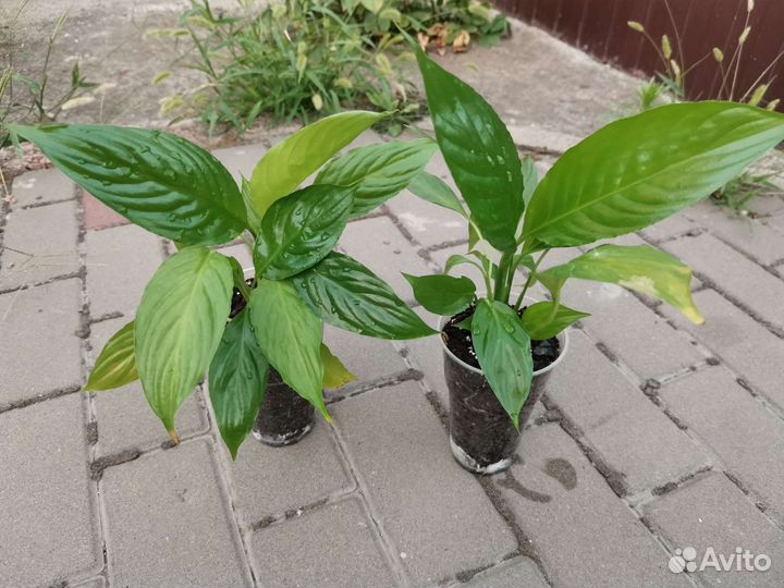 Спатифиллум