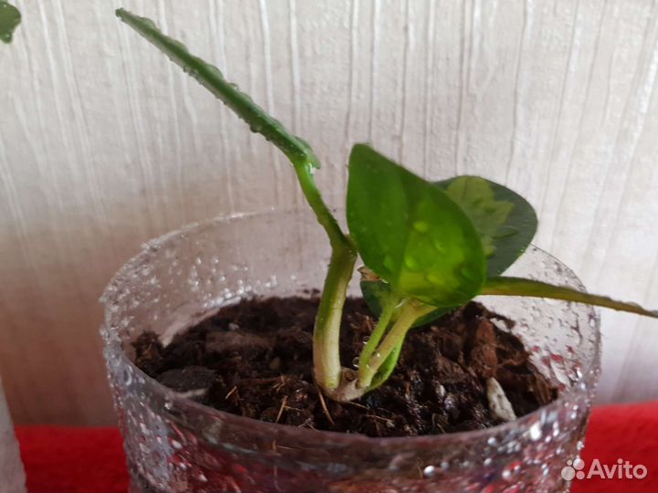 Хойя Лиза триколор