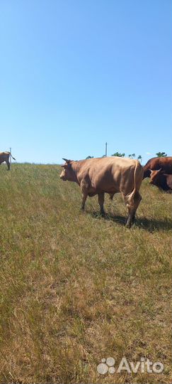 Продам быки