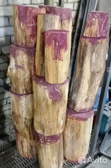 Спил дерева липы, пеньки липы