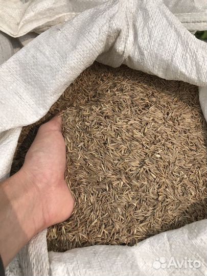 Газон строительный, семена газона опт розница