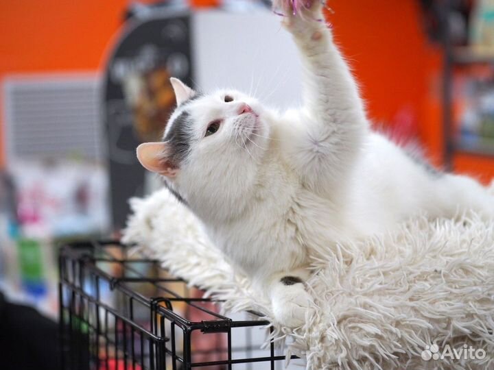 Замечательная кошечка Лима в добрые руки