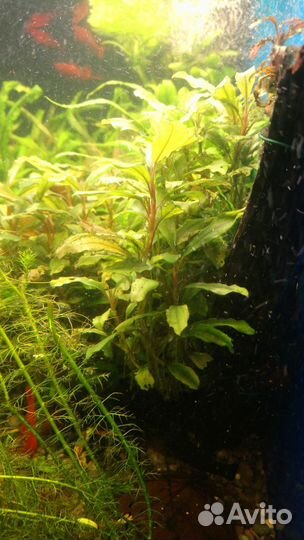 Криптокарина, саггитария, апоногетон живородящий