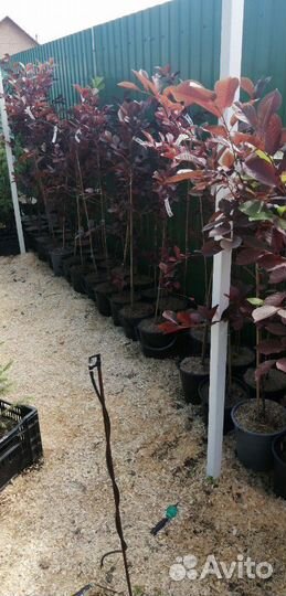 Черемуха Шуберта