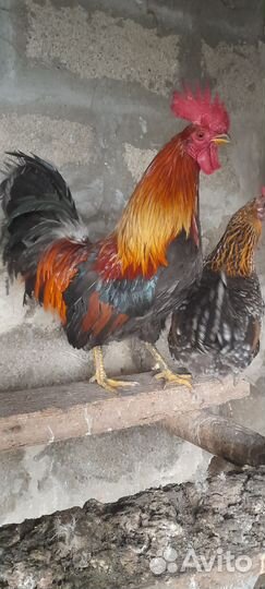 Продаю орлов