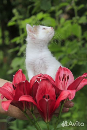 Котята в добрые руки бесплатно коты