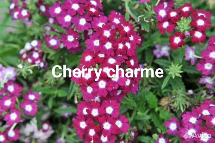 Черенки вегетативной вербены