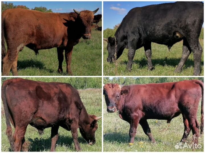 Тёлки, быки