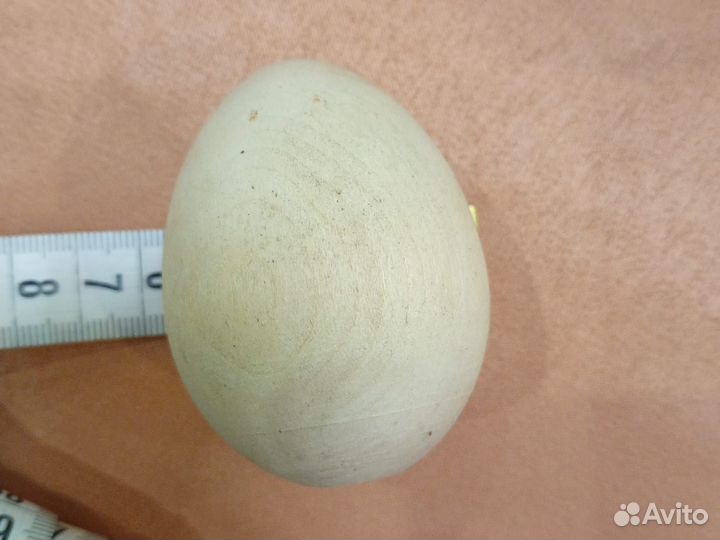 Яйцо
